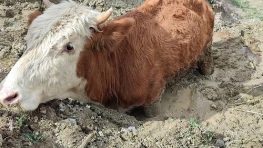 Çamura saplanan ineği vatandaşlar kurtardı