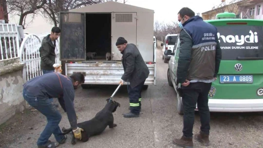 Pitbull Köpeğini Kendi İsteğiyle Teslim Etti