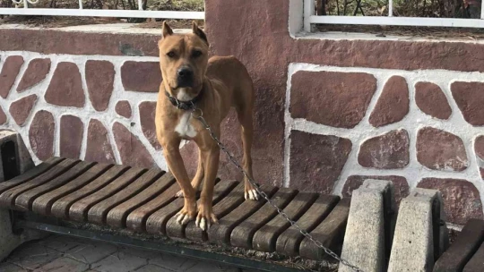 Pitbull Köpeğini Kendi İsteğiyle Teslim Etti