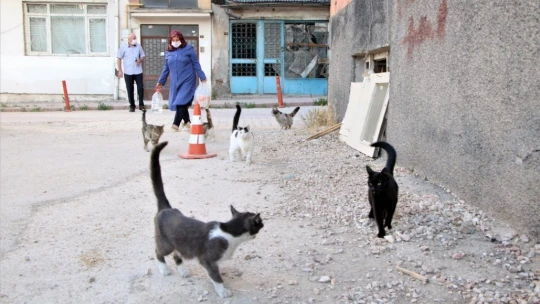 Çocukları vefat eden Fatma teyze, 35 kediye anne şefkatiyle bakıyor