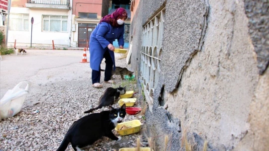 Çocukları vefat eden Fatma teyze, 35 kediye anne şefkatiyle bakıyor