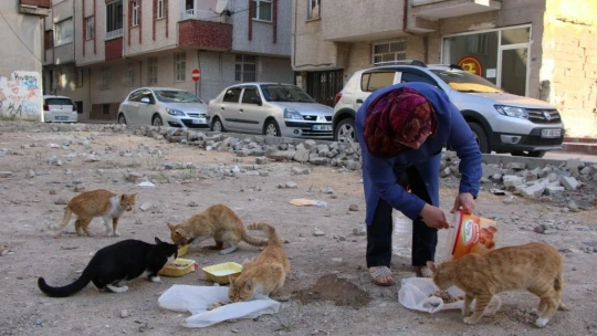 Çocukları vefat eden Fatma teyze, 35 kediye anne şefkatiyle bakıyor