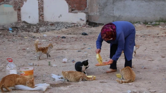 Çocukları vefat eden Fatma teyze, 35 kediye anne şefkatiyle bakıyor