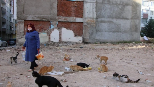 Çocukları vefat eden Fatma teyze, 35 kediye anne şefkatiyle bakıyor