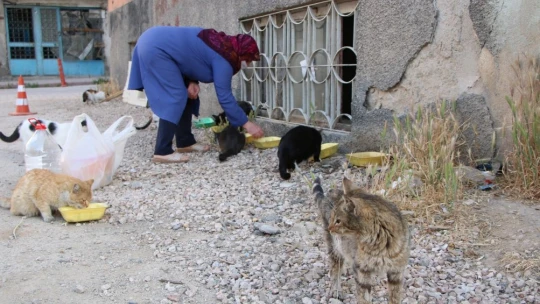 Çocukları vefat eden Fatma teyze, 35 kediye anne şefkatiyle bakıyor