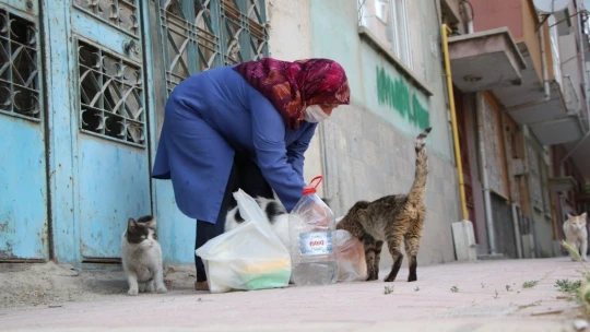 Çocukları vefat eden Fatma teyze, 35 kediye anne şefkatiyle bakıyor