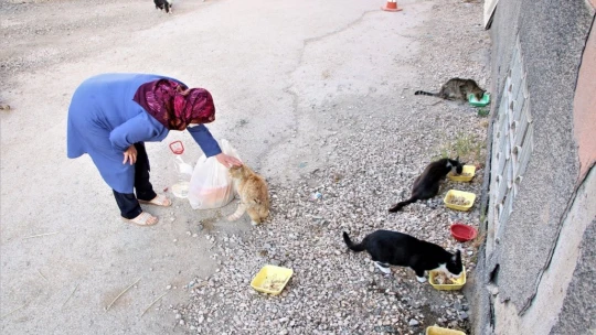 Çocukları vefat eden Fatma teyze, 35 kediye anne şefkatiyle bakıyor