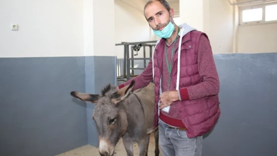 Çocukların oyuncağı olan gözleri görmeyen eşek, kurtarıldı tedavi altına alındı