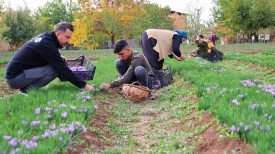 Deneme amaçlı başladı, kilosu 200 bin liraya satılıyor