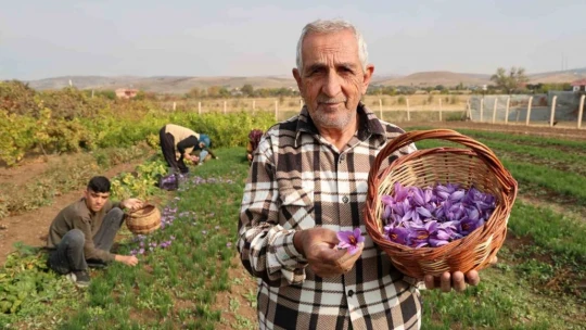 Deneme amaçlı başladı, kilosu 200 bin liraya satılıyor