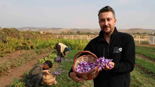 Deneme amaçlı başladı, kilosu 200 bin liraya satılıyor