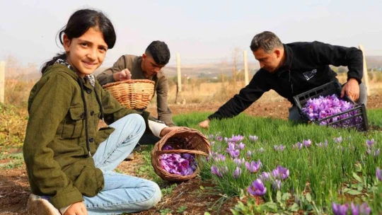 Deneme amaçlı başladı, kilosu 200 bin liraya satılıyor