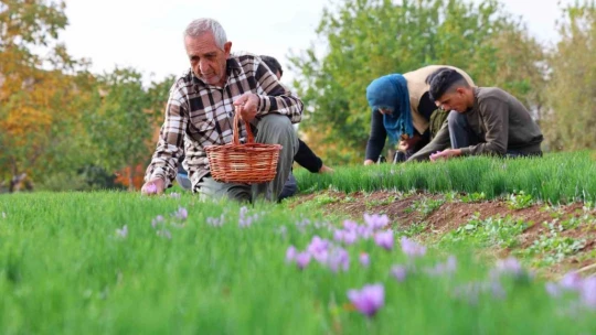 Deneme amaçlı başladı, kilosu 200 bin liraya satılıyor