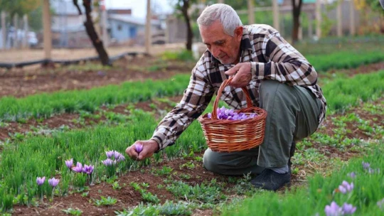 Deneme amaçlı başladı, kilosu 200 bin liraya satılıyor