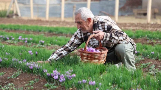 Deneme amaçlı başladı, kilosu 200 bin liraya satılıyor