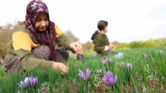 Deneme amaçlı başladı, kilosu 200 bin liraya satılıyor
