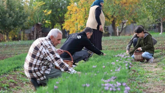 Deneme amaçlı başladı, kilosu 200 bin liraya satılıyor