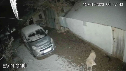 Depreme Uykusunda Yakalanan Köpeğin O Anları Kamerada