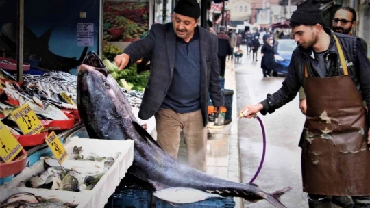 Dev orkinos görenleri hayretler içinde bıraktı