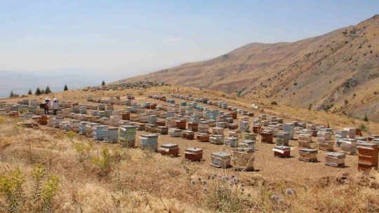 Elazığlı Arıcılar, Yağışların İleride Arıcılar Üzerinde Olumlu Yansıması Olacaktır