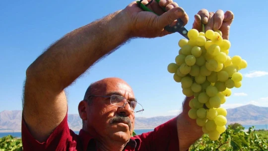 Elazığ'da En Tatlı Hasat Dönemi Başladı