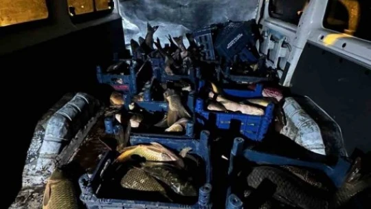 Elazığ'da 1 ton kaçak balık ele geçirildi