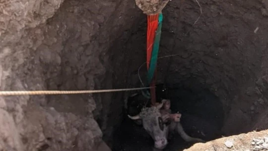 Elazığ'da 14 metrelik kuyuya düşen gebe inek, 1 saatlik çalışmayla kurtarıldı