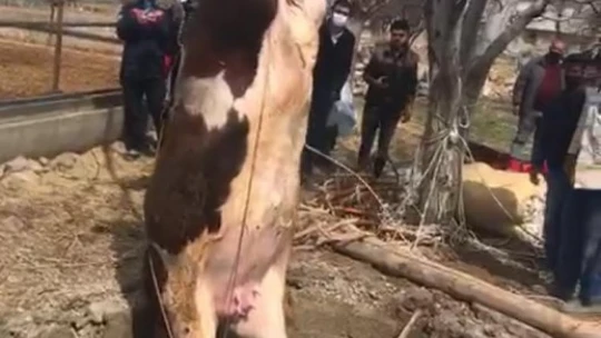 Elazığ'da 14 metrelik kuyuya düşen gebe inek, 1 saatlik çalışmayla kurtarıldı