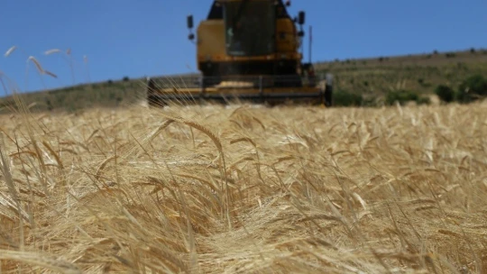 Elazığ'da 600 dönüme arpa eken başkan, hasada başladı