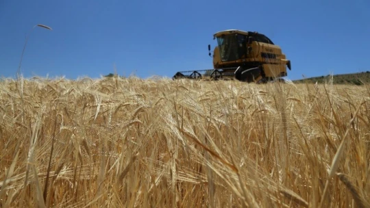 Elazığ'da 600 dönüme arpa eken başkan, hasada başladı