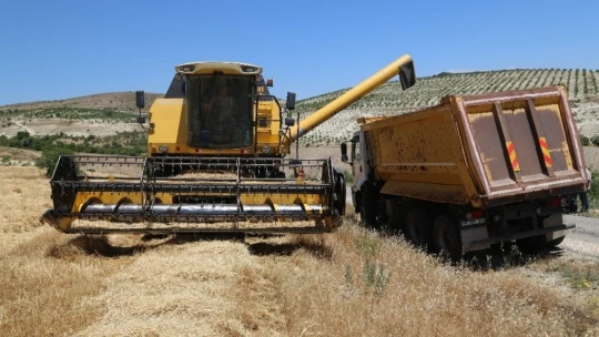 Elazığ'da 600 dönüme arpa eken başkan, hasada başladı