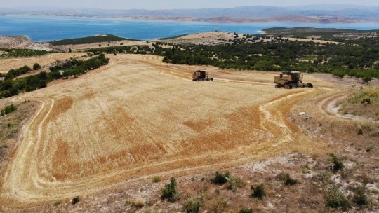 Elazığ'da 600 dönüme arpa eken başkan, hasada başladı