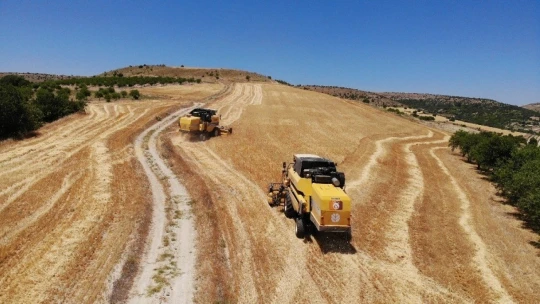 Elazığ'da 600 dönüme arpa eken başkan, hasada başladı
