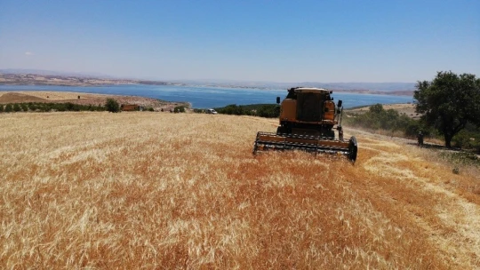 Elazığ'da 600 dönüme arpa eken başkan, hasada başladı