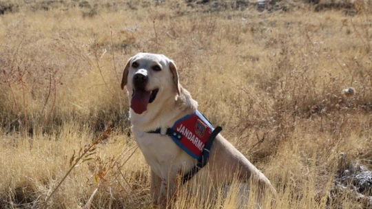 Elazığ'da 83 yaşındaki kayıp kadını iz takip köpeği 'Dost' buldu