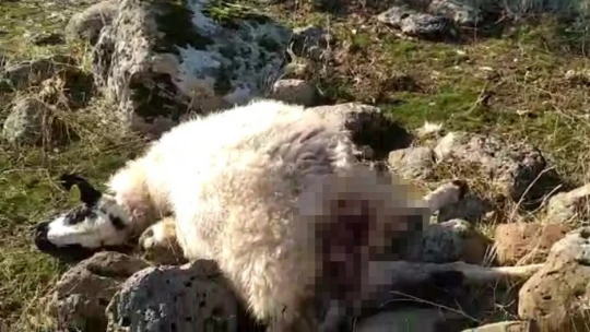 Karakoçan'da Ağıla Giren Kurtlar, 53 Koyunu Telef Etti