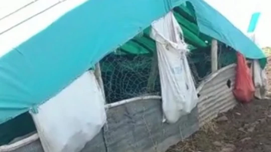 Karakoçan'da Ağıla Giren Kurtlar, 53 Koyunu Telef Etti
