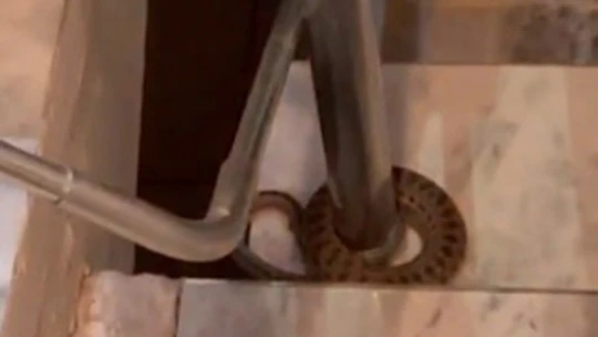 Elazığ'da Apartmana Giren Yılan Paniğe Neden Oldu
