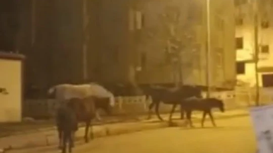Elazığ'da başıboş atlar cadde ve sokaklarda ilginç görüntüler oluşturdu