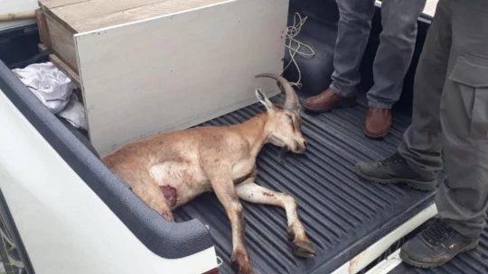 Elazığ'da bitkin halde bulunan dağ keçisi koruma altına alındı
