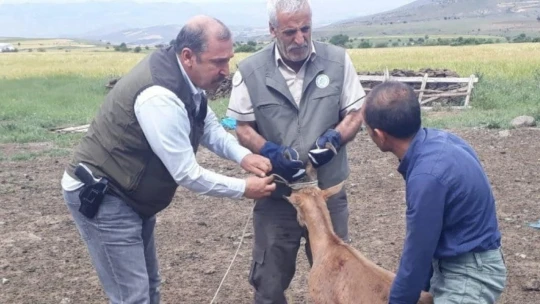 Elazığ'da bitkin halde bulunan dağ keçisi koruma altına alındı