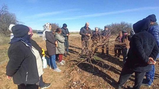 Elazığ'da budama eğitimleri sürüyor