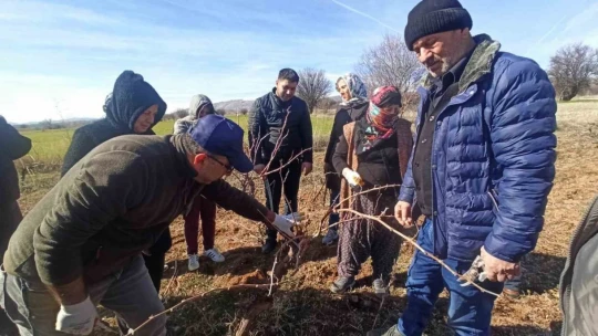 Elazığ'da budama eğitimleri sürüyor