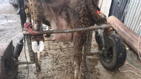 Elazığ'da büyükbaş hayvanlar için 'Seyyar pedikür aracı'