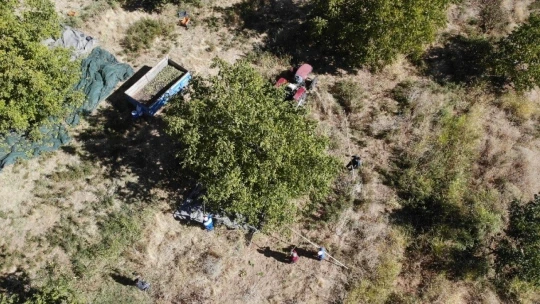 Elazığ'da ceviz üretimi yüzde 100 arttı, yıllık 4 bin tona yaklaştı