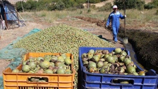 Elazığ'da ceviz üretimi yüzde 100 arttı, yıllık 4 bin tona yaklaştı