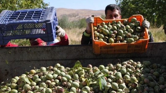 Elazığ'da ceviz üretimi yüzde 100 arttı, yıllık 4 bin tona yaklaştı