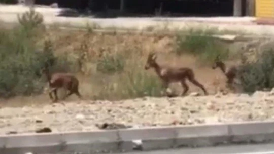 Elazığ'da dağ keçileri bu kez mahalleye kadar indi