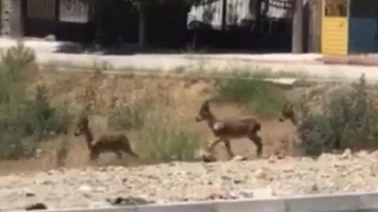 Elazığ'da dağ keçileri bu kez mahalleye kadar indi