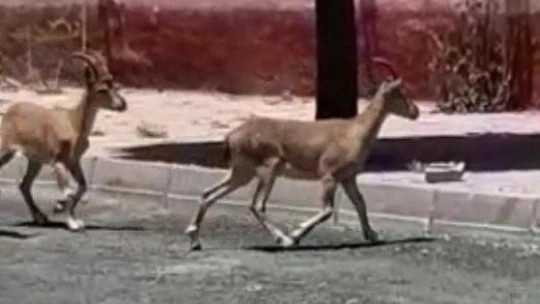 Elazığ'da dağ keçileri bu kez mahalleye kadar indi